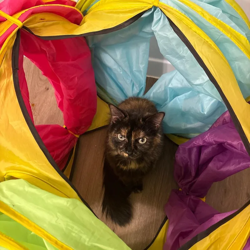 Mea Culpa thumbnail 2