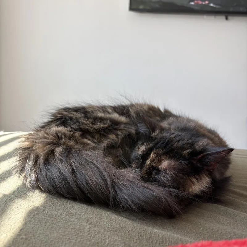 Mea Culpa thumbnail 3