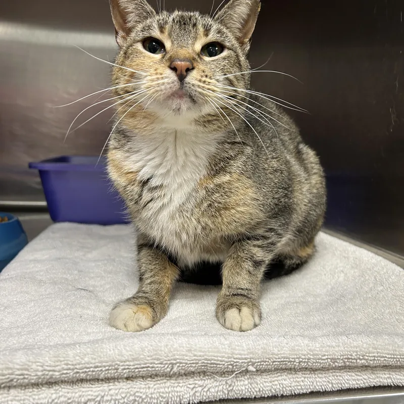 Coco Chanel thumbnail 2