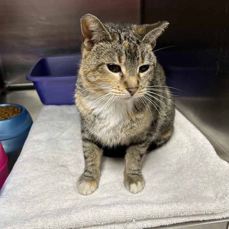 Coco Chanel thumbnail 3