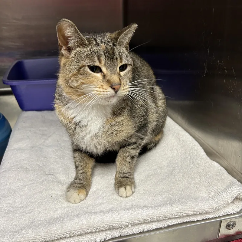 Coco Chanel thumbnail 4