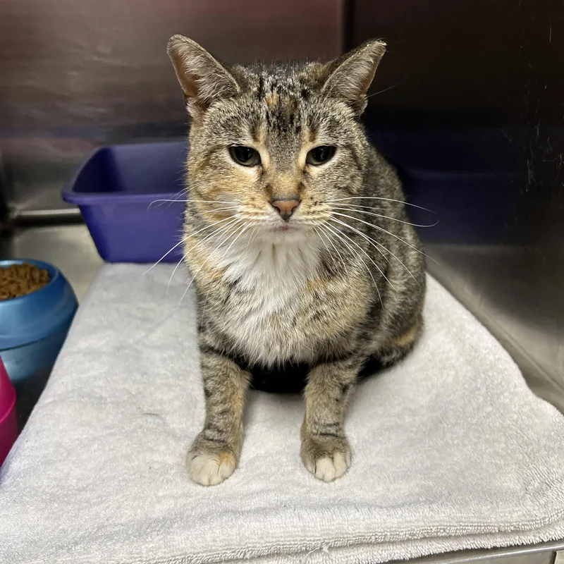 Coco Chanel thumbnail 5