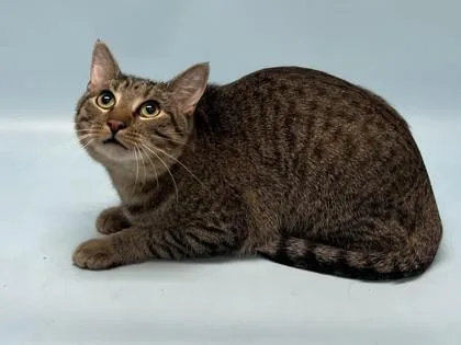 An adult small-sized male Domestic Short Hair cat named Leo for adoption in Golden Valley, MN