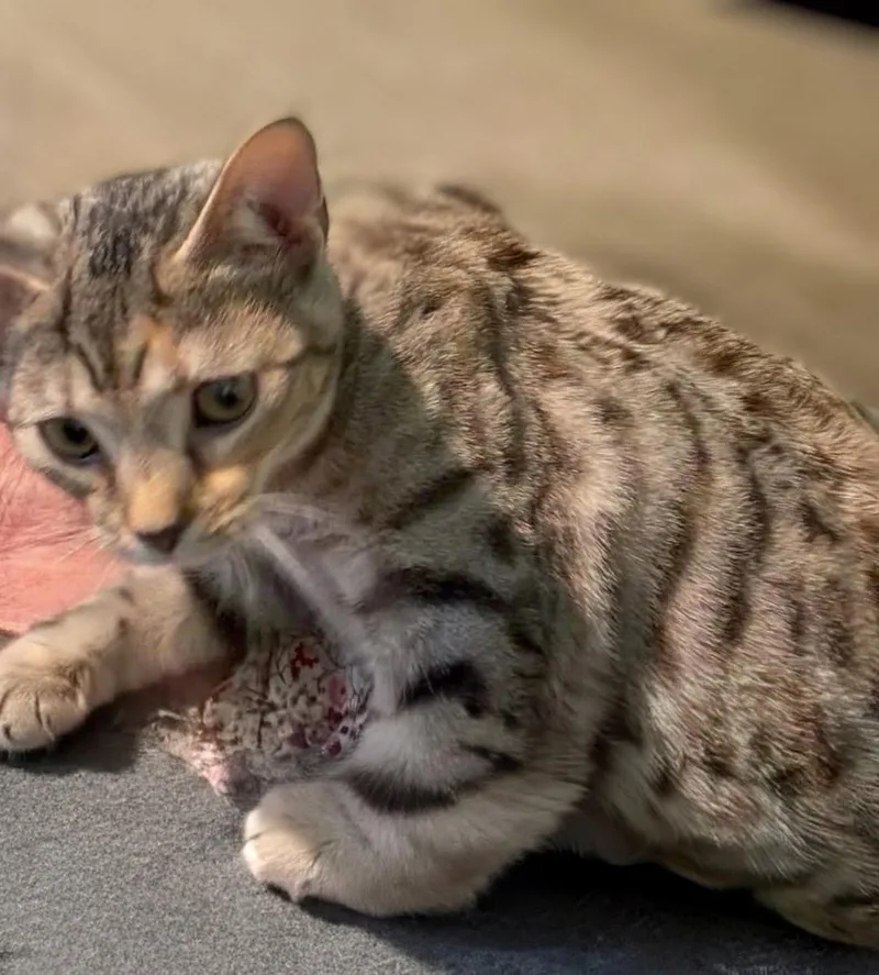 A baby small-sized female Tabby (Tiger Striped) Domestic Short Hair cat named Miley for adoption in Syosset, NY