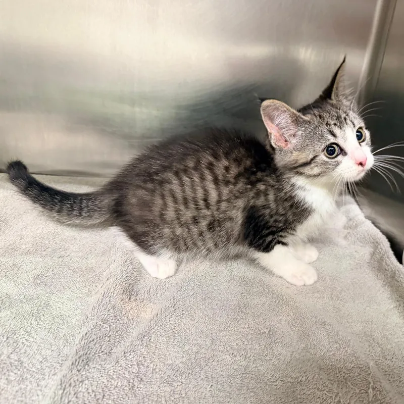 A baby small-sized female Brown / Chocolate Domestic Short Hair cat named Pearl for adoption in Warrensburg, MO