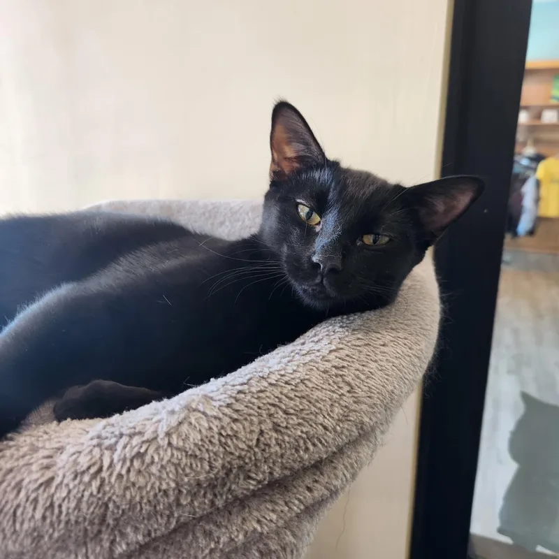 A baby small-sized female Domestic Short Hair cat named Coffee Vibez for adoption in Chandler, AZ