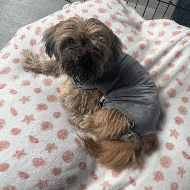 An adult small-sized female Brown / Chocolate Mixed Breed dog named Moon for adoption in Evanston, IL