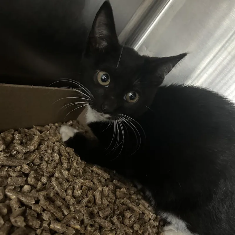 A baby small-sized female Black Domestic Short Hair cat named Rogue for adoption in Newark, NJ