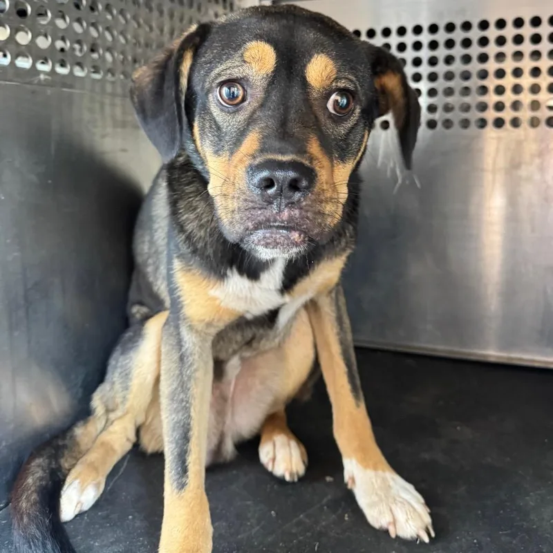 An adult medium-sized male Black Shepherd dog named Whitmore for adoption in Birmingham, AL