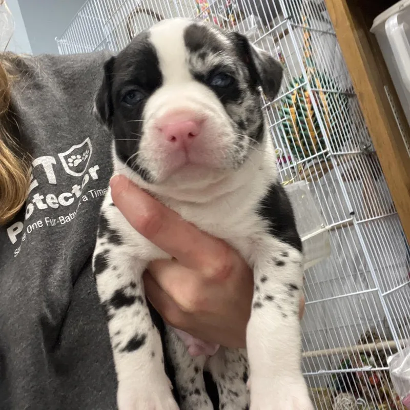 A baby small-sized male White / Cream Mixed Breed dog named Garnet for adoption in Chattanooga, TN
