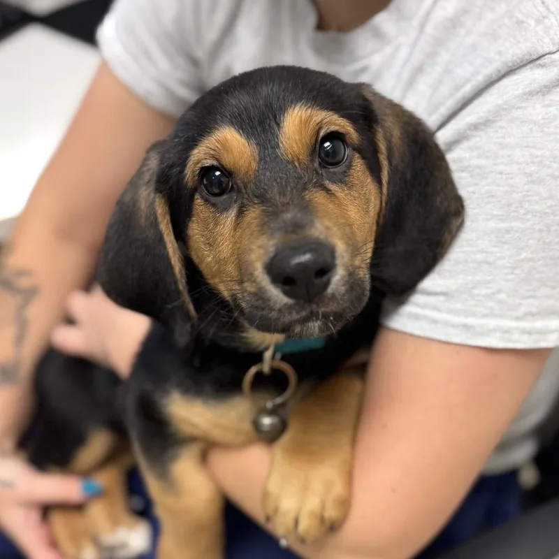 A baby small-sized male Black Mixed Breed dog named Cerberus for adoption in Charleston, WV