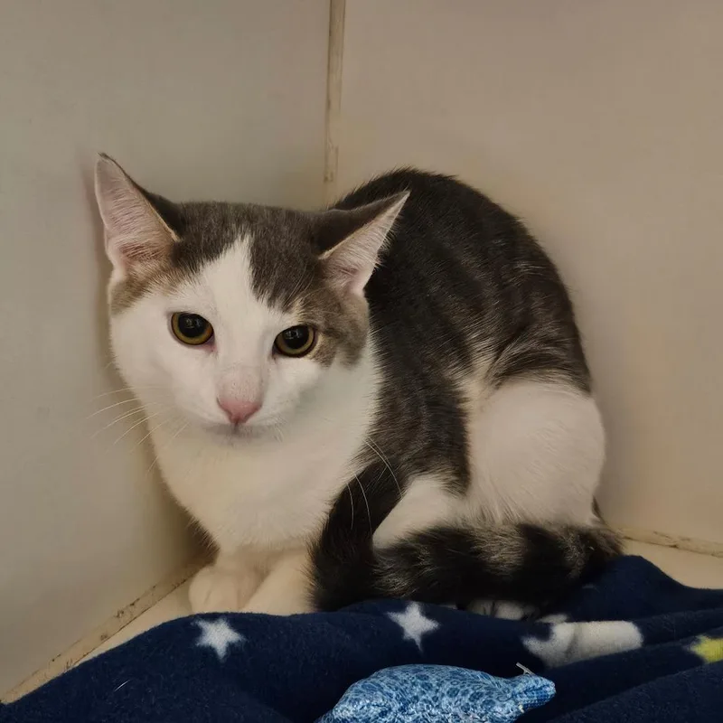 A young small-sized male Domestic Short Hair cat named Pecan Crunch for adoption in Hinsdale, IL