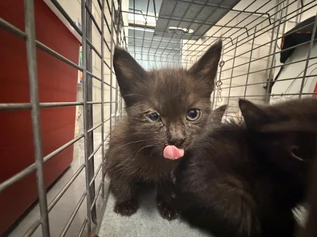 A baby small-sized female Domestic Short Hair cat named Dew for adoption in Dallas, TX