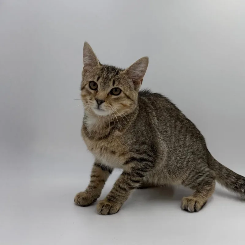 A baby medium-sized male Domestic Short Hair cat named Houston Batman for adoption in State College, PA