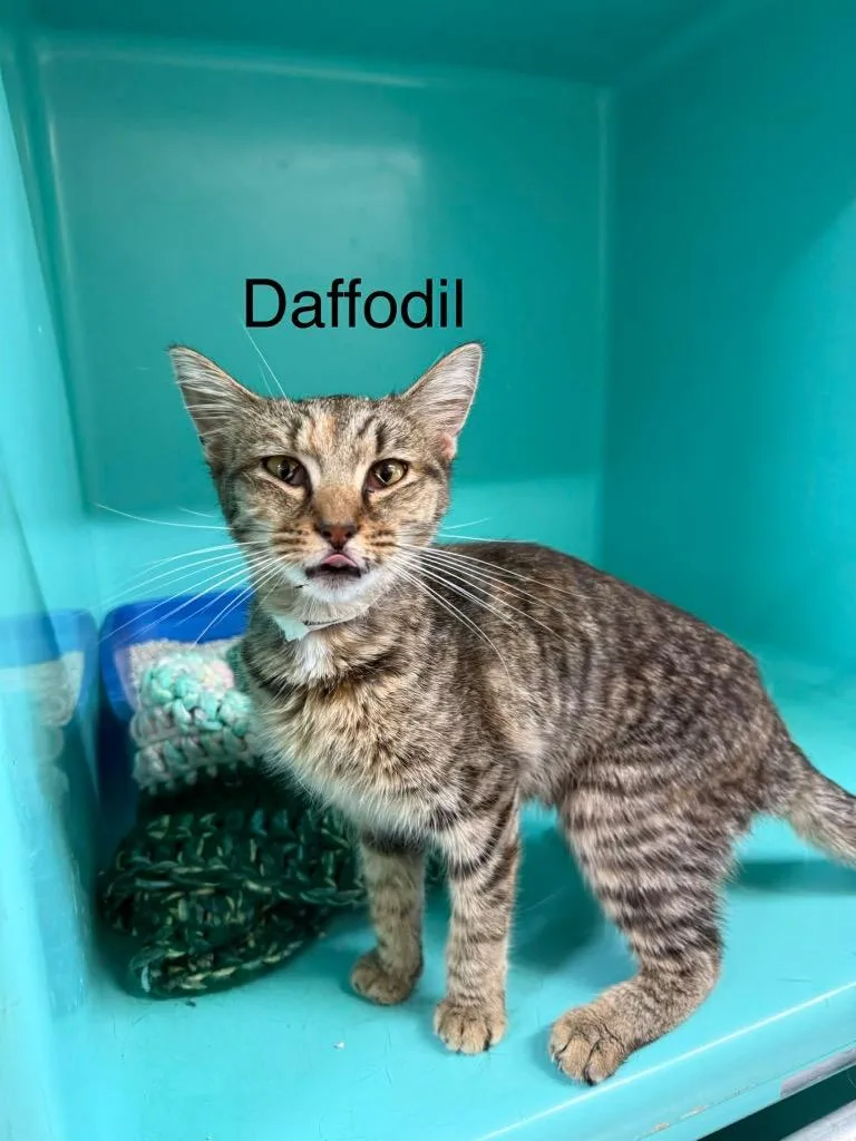 A young medium-sized female Domestic Short Hair cat named Daffodil for adoption in Plattsburgh, NY