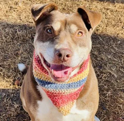 Nugget $ thumbnail 5