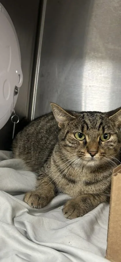 An adult medium-sized female Domestic Short Hair cat named Bumble Bee for adoption in West Chester, PA