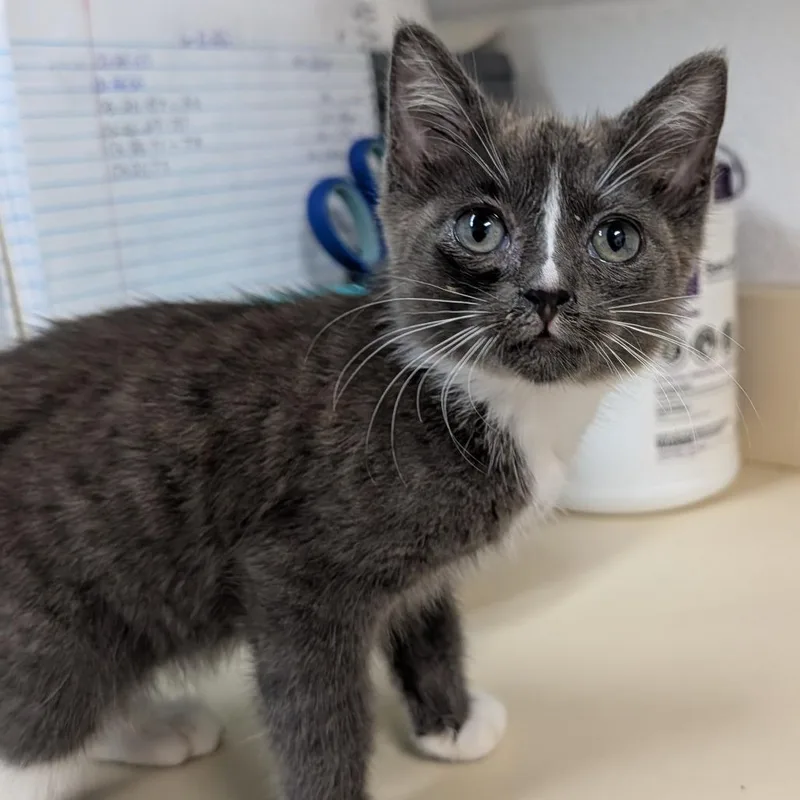 A baby small-sized male Gray / Blue / Silver Domestic Short Hair cat named Boots for adoption in Ardmore, OK