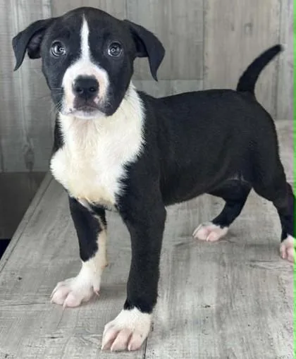 An adult small-sized female Terrier dog named Castle for adoption in Shreveport, LA