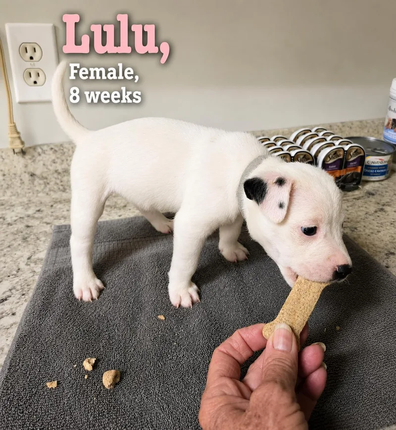Lulu