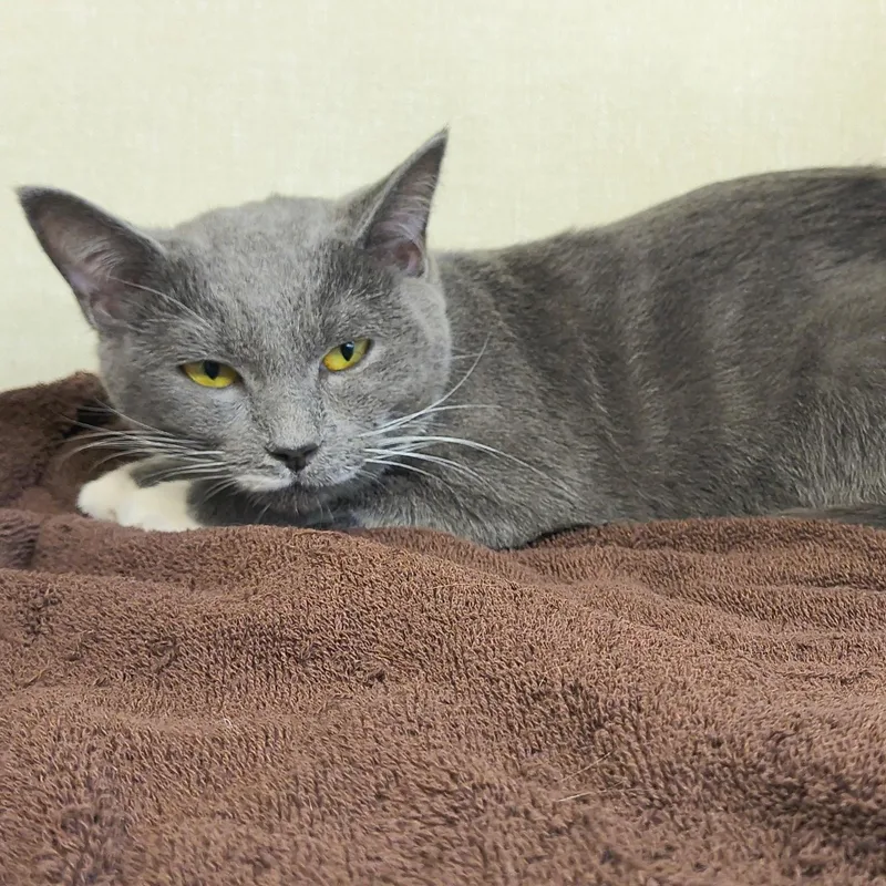 A young medium-sized female Gray & White Domestic Short Hair cat named Georgia for adoption in Saint Marys, PA