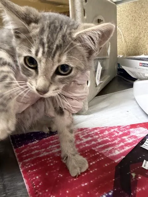 A baby small-sized female Domestic Short Hair cat named Buttercup for adoption in Riverside, CA