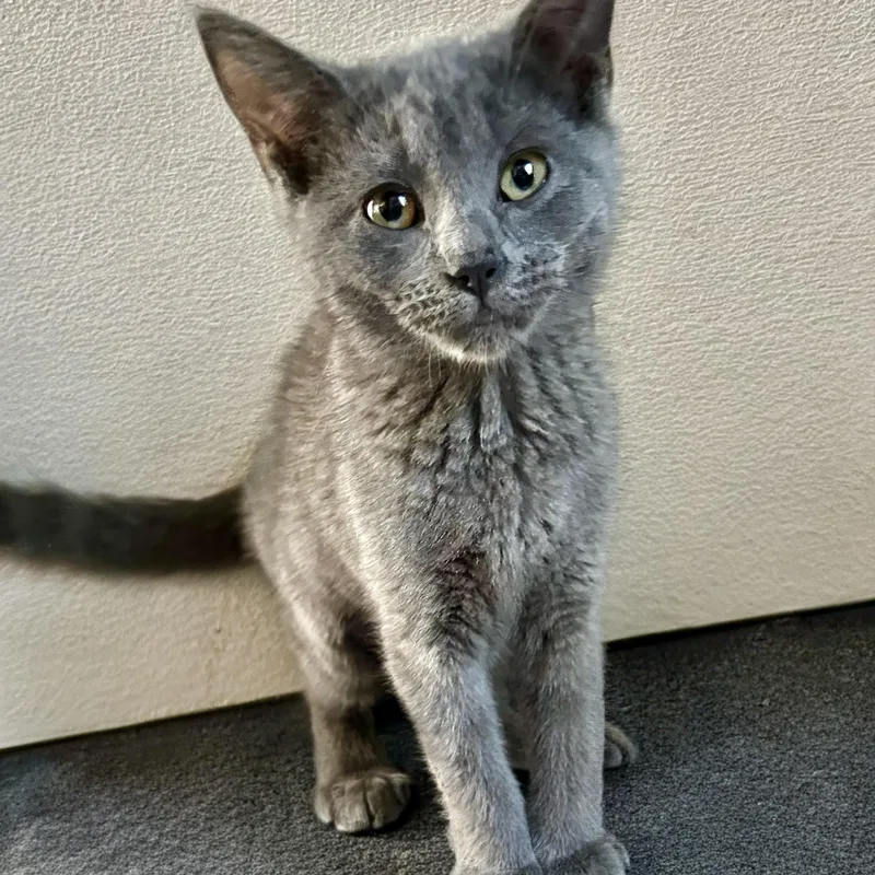 A baby medium-sized female Gray / Blue / Silver Domestic Short Hair cat named Piglet for adoption in Norwalk, CT