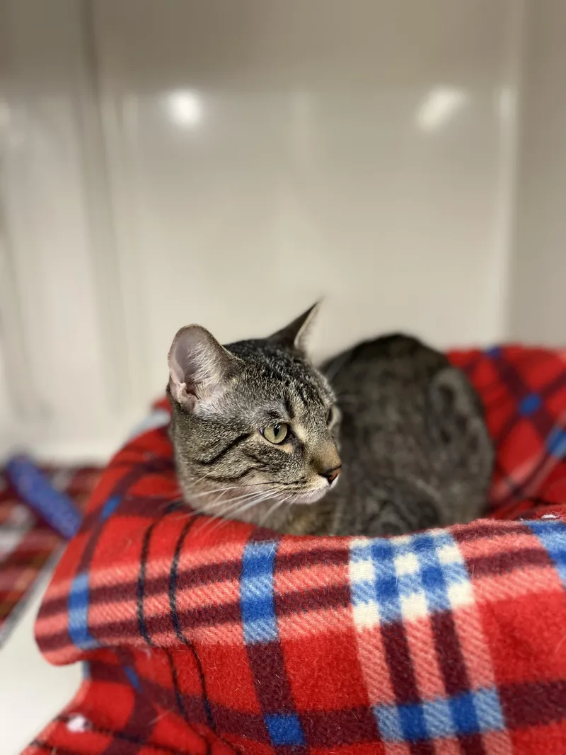 A young medium-sized male Domestic Short Hair cat named Henry for adoption in Harrison, NY