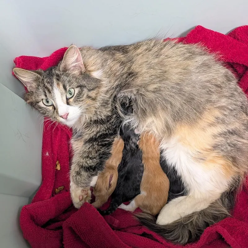 A young small-sized female Calico Domestic Long Hair cat named Maureen for adoption in Shawnee, KS