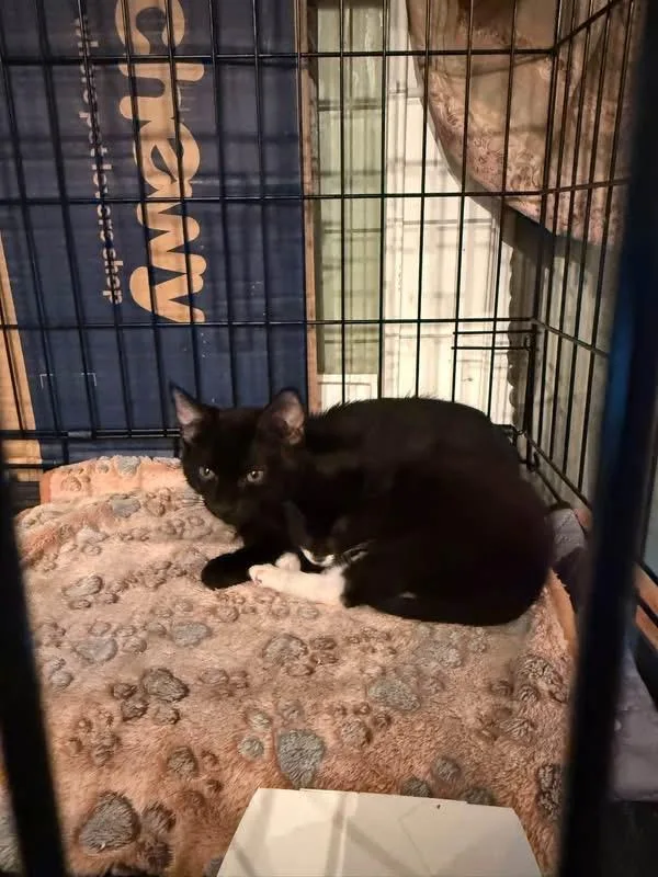 A baby medium-sized female Domestic Short Hair cat named Stella for adoption in Newark, NJ