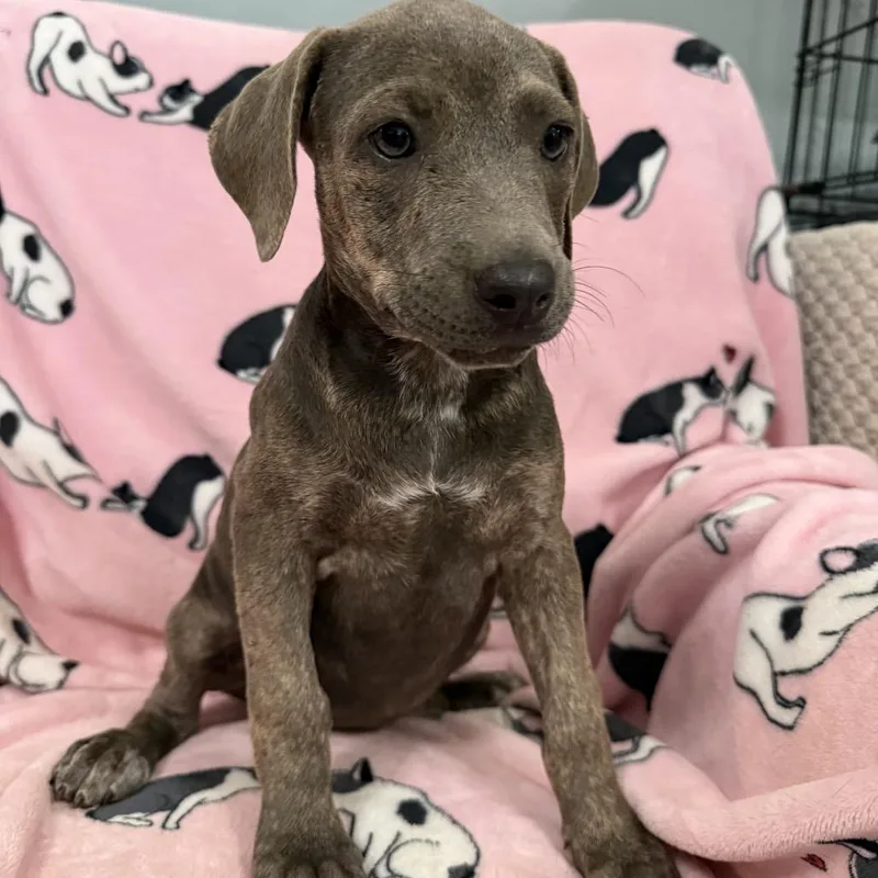 A baby medium-sized female Mixed Breed dog named Elenore for adoption in Sequatchie, TN