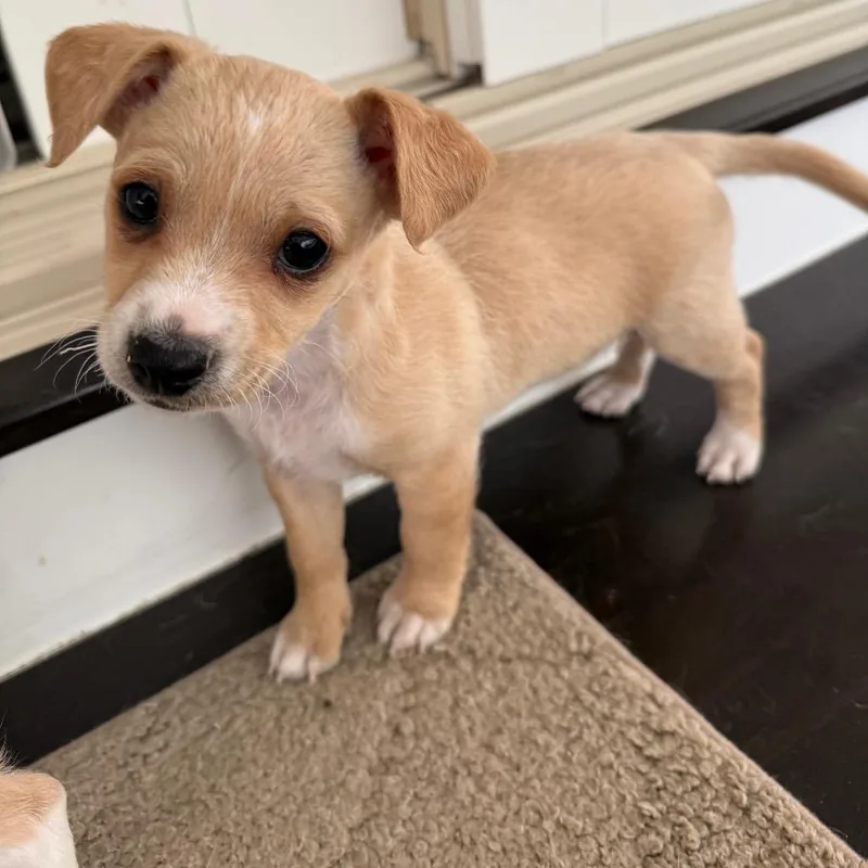 A baby small-sized female Yellow / Tan / Blond / Fawn Chihuahua dog named Goldie for adoption in Lancaster, OH