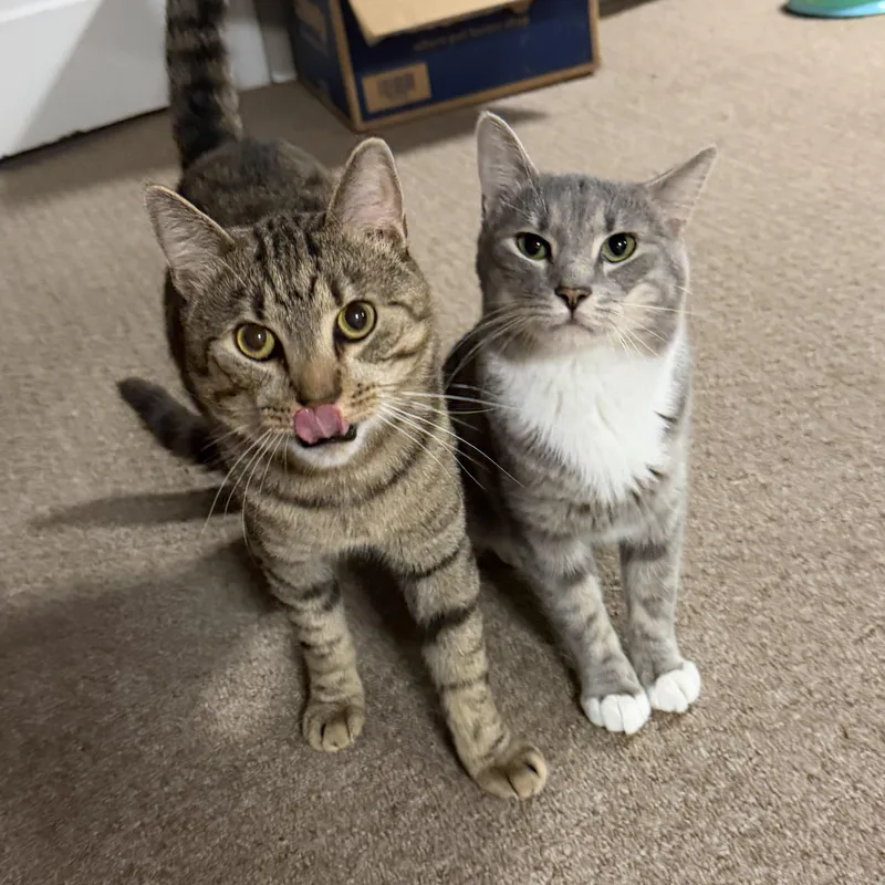 An adult medium-sized male Tabby (Brown / Chocolate) Domestic Short Hair cat named Almond & Cashew for adoption in Lemoyne, PA