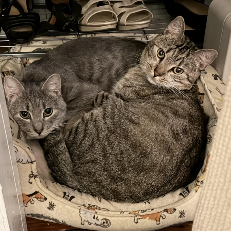 Almond & Cashew thumbnail 3
