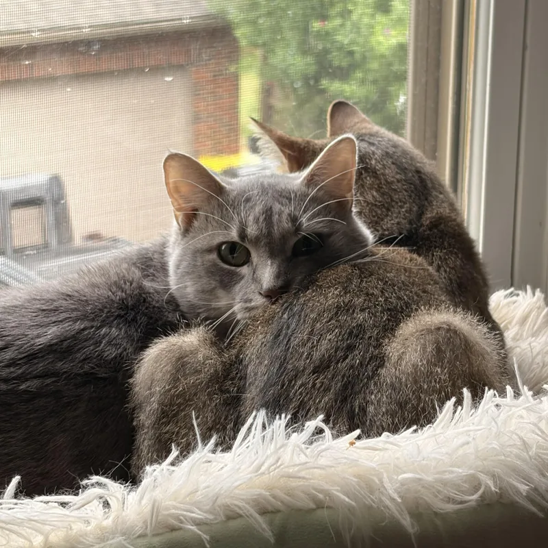 Almond & Cashew thumbnail 4