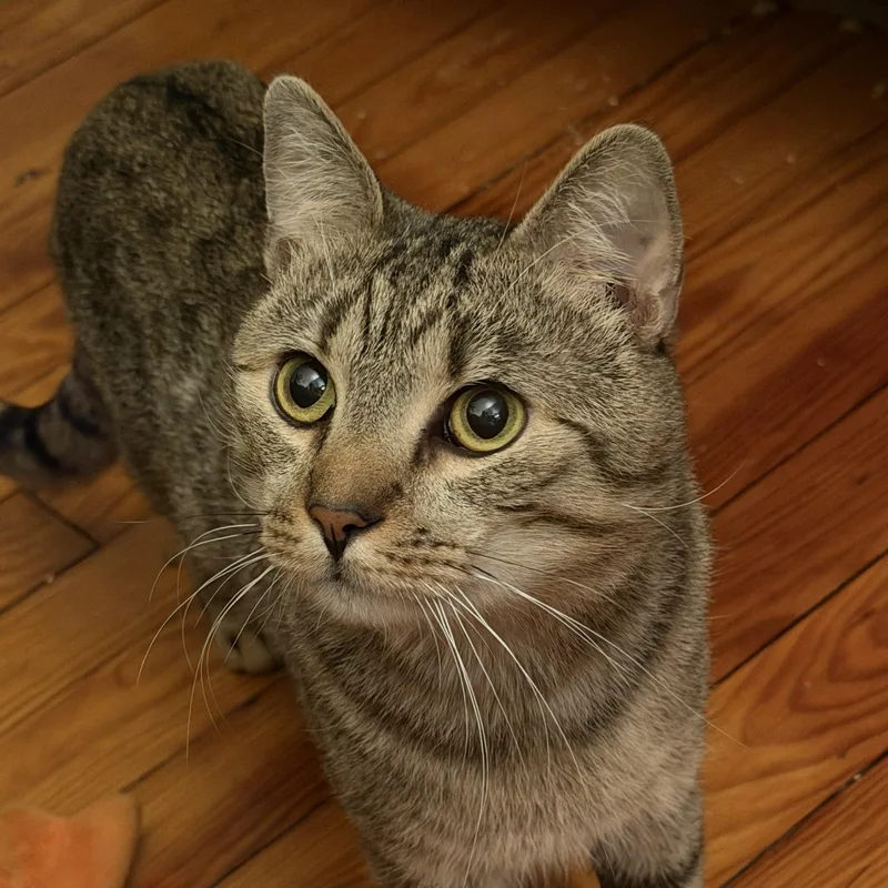 Almond & Cashew thumbnail 5