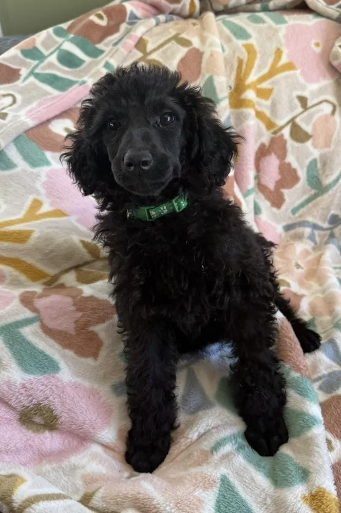 A baby medium-sized male Standard Poodle dog named Goliath for adoption in Cheektowaga, NY