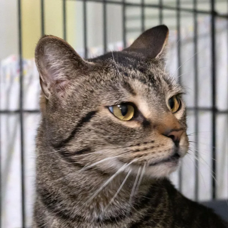 An adult large-sized male Brown / Chocolate Domestic Short Hair cat named Callisto for adoption in McKean, PA