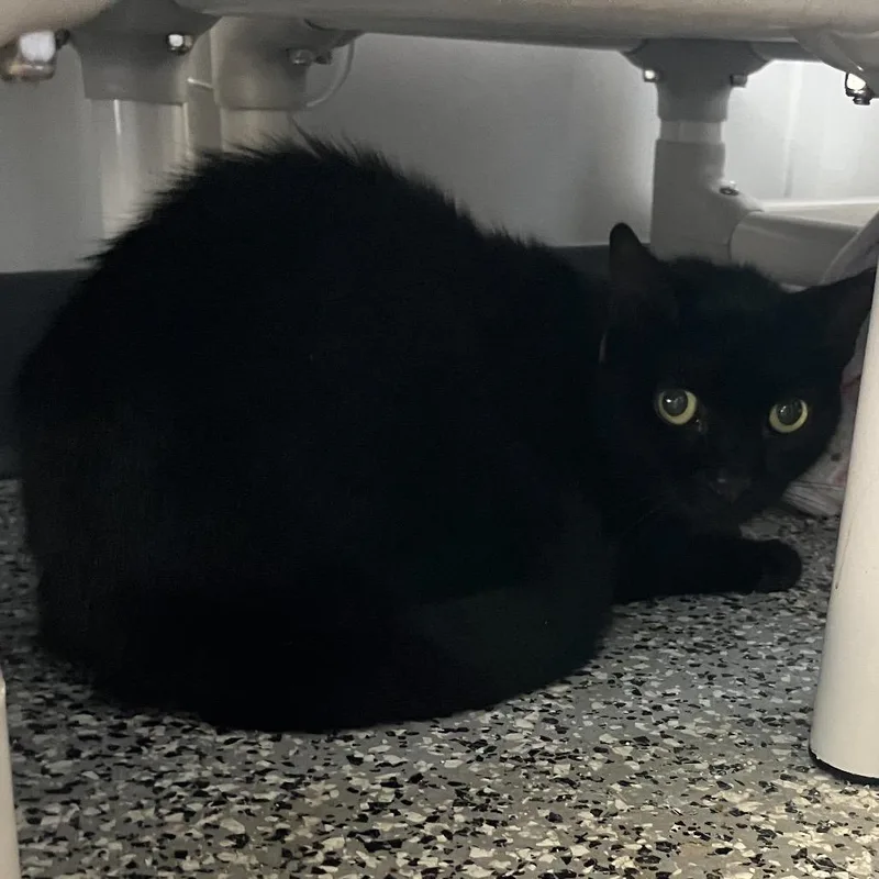 An adult medium-sized female Black Domestic Short Hair cat named Shellie for adoption in Lakeland, FL