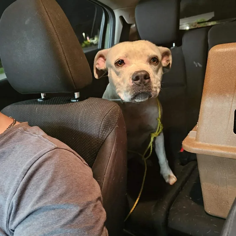 An adult medium-sized female White / Cream Mixed Breed dog named Cecilia for adoption in Rocky Mount, VA