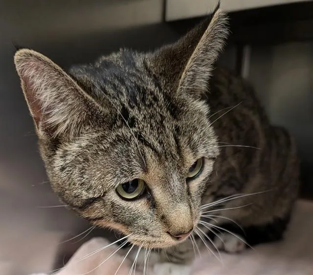 A young small-sized male Domestic Short Hair cat named Mumford for adoption in Lees Summit, MO