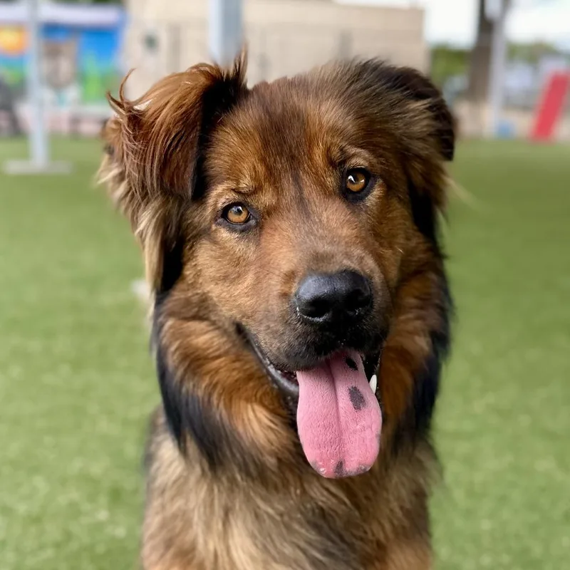 An adult medium-sized male Brown / Chocolate German Shepherd Dog dog named Noir for adoption in Riverside, CA