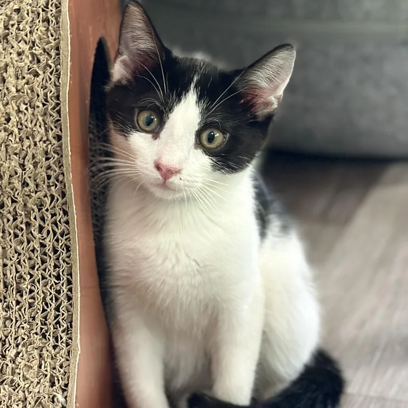 A baby medium-sized male Black & White / Tuxedo Domestic Short Hair cat named Lincoln for adoption in Victor, NY