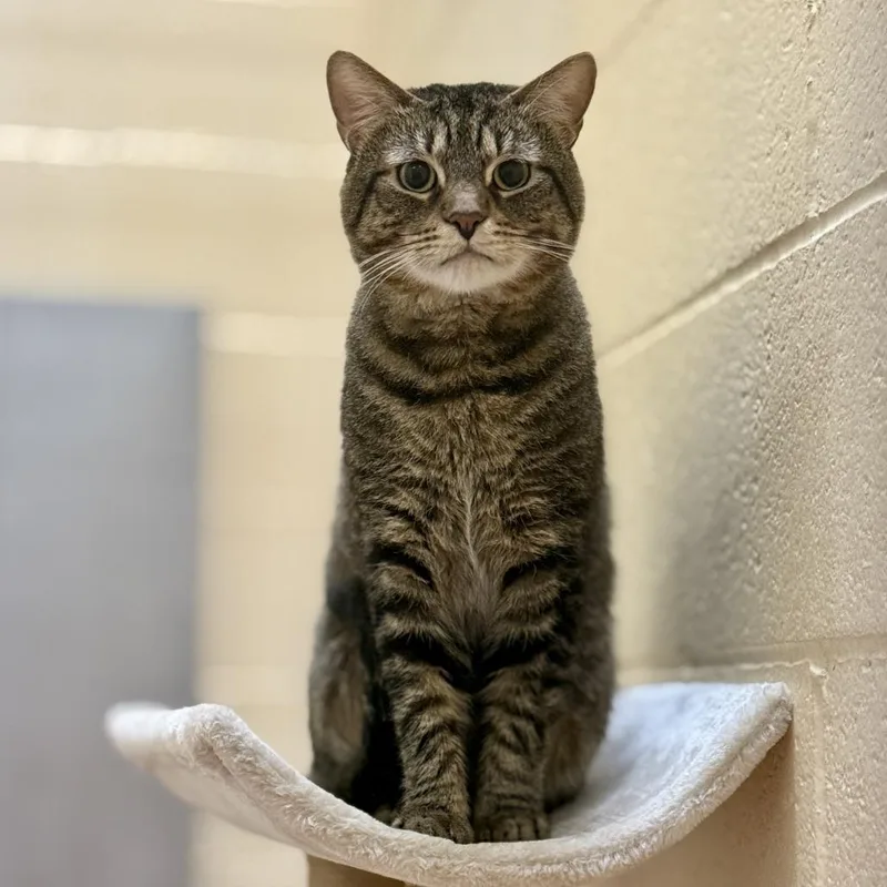 An adult large-sized male Brown / Chocolate Domestic Short Hair cat named Baby Spinach for adoption in Los Angeles, CA
