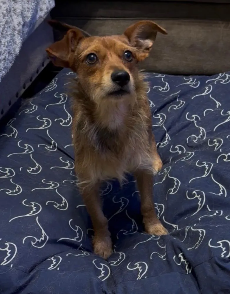 A young small-sized male Dachshund dog named Ralphie for adoption in Sumter, SC