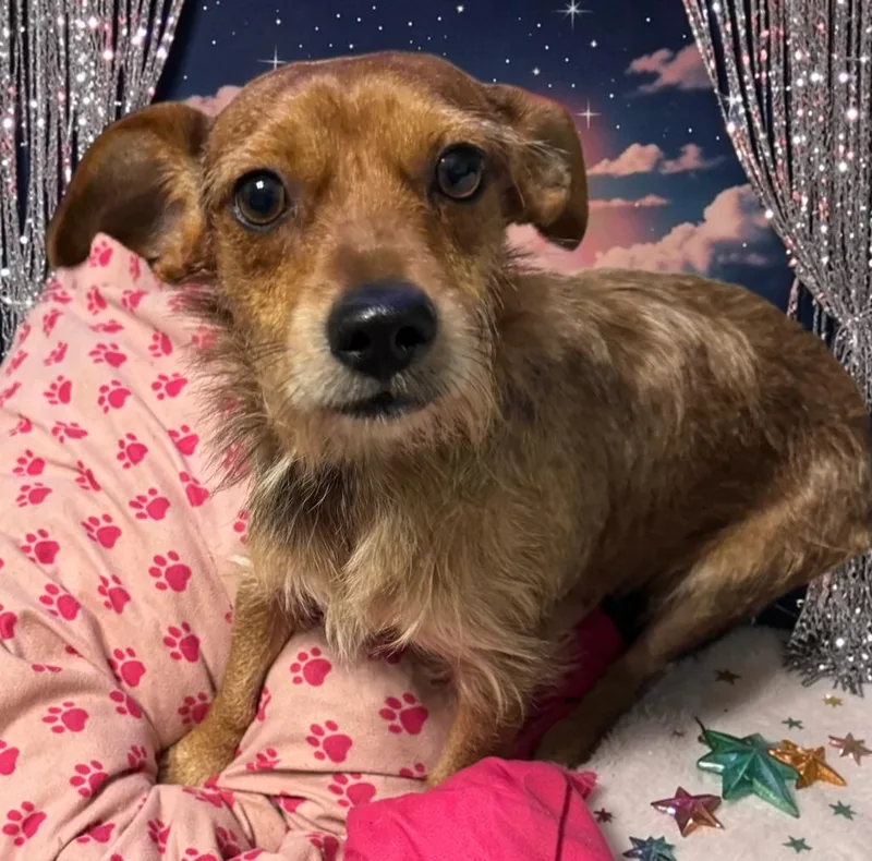 Ralphie thumbnail 4