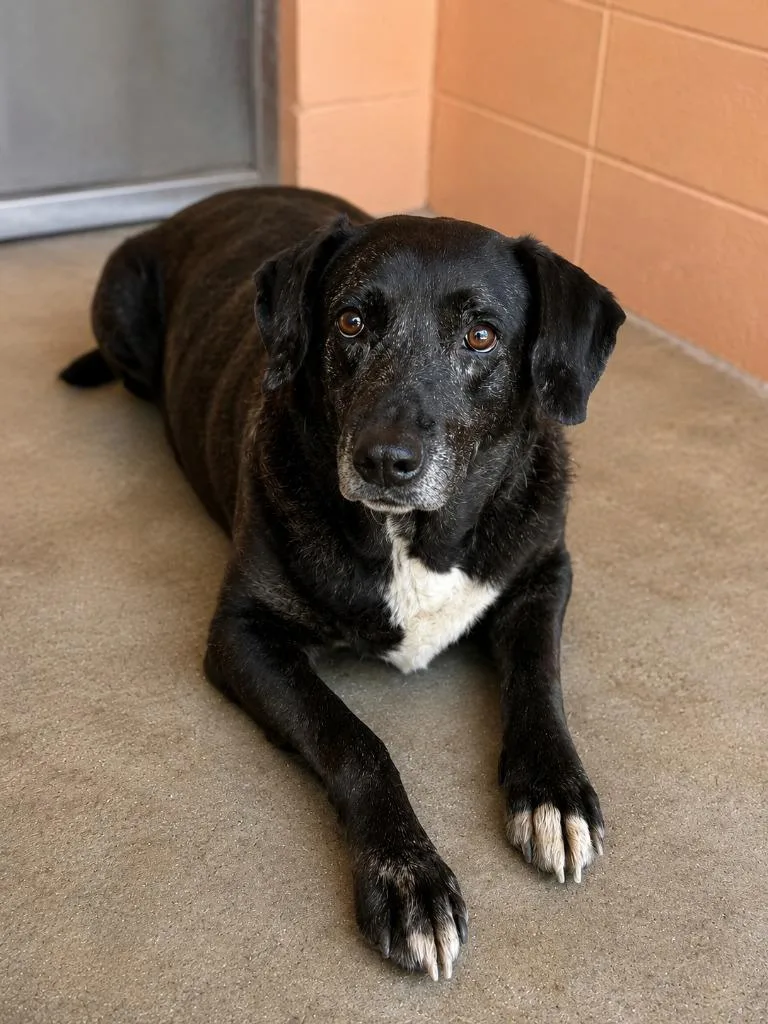 An adult medium-sized female Labrador Retriever dog named Miss Tidyman for adoption in Gautier, MS