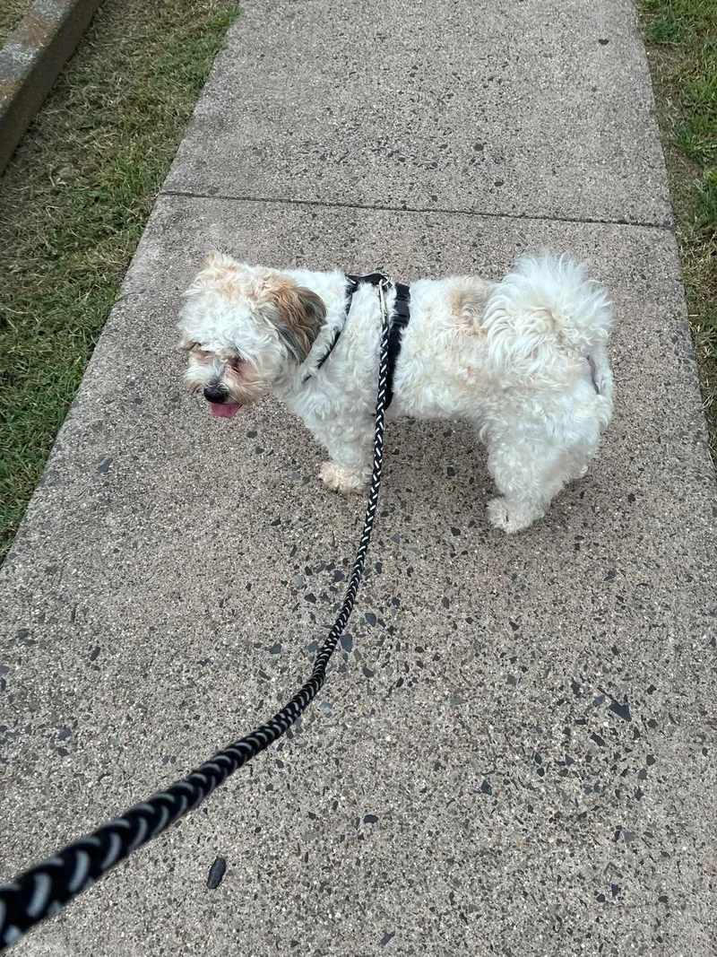 A young medium-sized male Apricot / Beige Shih Tzu dog named Pebbles for adoption in Blue Bell, PA