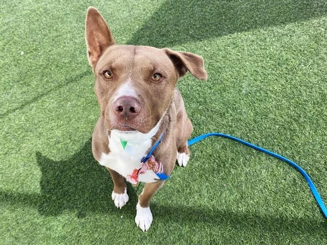 A young large-sized male Pit Bull Terrier dog named Jedi for adoption in Phoenix, AZ