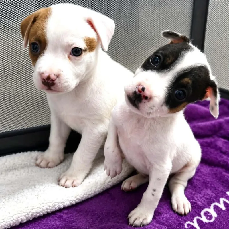 A baby medium-sized female White / Cream Mixed Breed dog named Jennifer for adoption in Olathe, KS